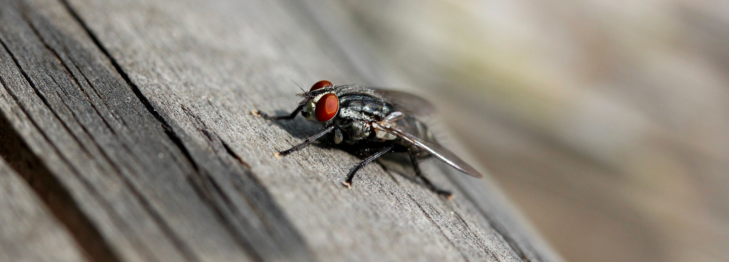 Insects